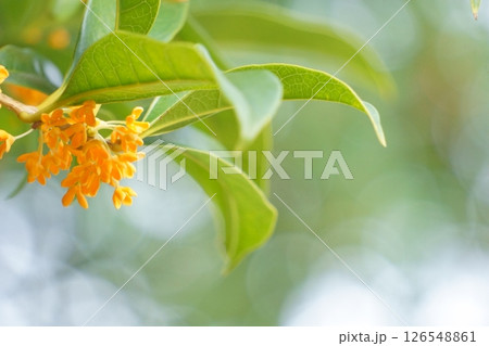 オレンジの花　キンモクセイの花 126548861