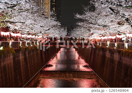 目黒川の桜 目黒川の桜 126548904
