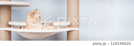 Burmese cat resting on a cat tree. Burmese cat resting on a cat tree. 126548920