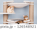 Two pedigree cats are resting on a cat tree. 126548921