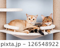 Two pedigree cats are resting on a cat tree. 126548922