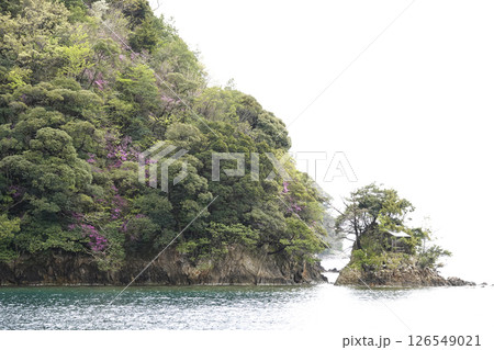 京都府伊根の入り江に浮かぶ小さな島と山肌の桜 126549021