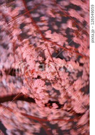 桜の万華鏡 桜の万華鏡 126549059