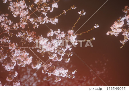 暗闇に浮かぶ桜の絨毯 126549065