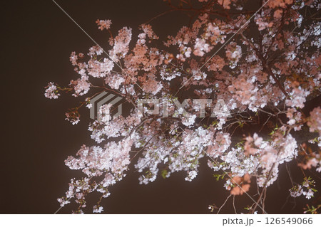 暗闇に浮かぶ桜の絨毯 暗闇に浮かぶ桜の絨毯 126549066