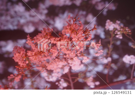 ライトアップされた真っ赤な桜 ライトアップされた真っ赤な桜 126549131