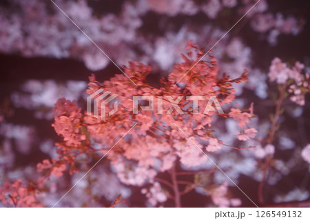ライトアップされた真っ赤な桜 ライトアップされた真っ赤な桜 126549132