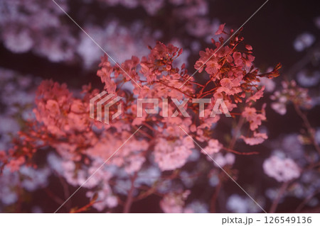 ライトアップされた真っ赤な桜 ライトアップされた真っ赤な桜 126549136