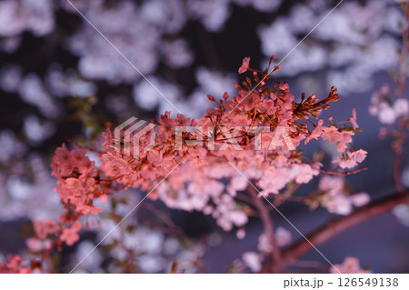 ライトアップされた真っ赤な桜 126549138