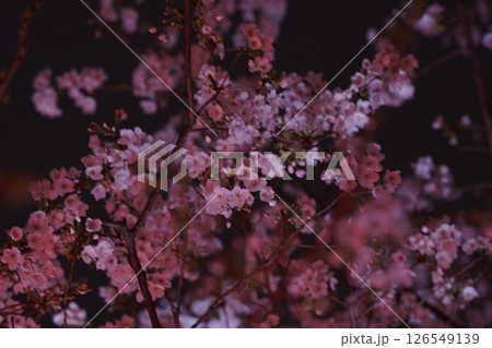 ライトアップされた河津桜 126549139