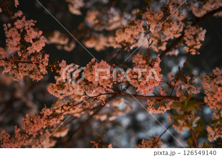 ライトアップされた真っ赤な桜 ライトアップされた真っ赤な桜 126549140
