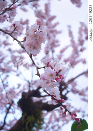 桜 126549228