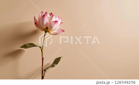graceful stem of nelumbo nucifera in a minimalist style, with blush pink and soft beige palette 126549256
