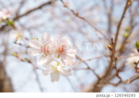 晩秋に咲いた早咲きの桜 126549293