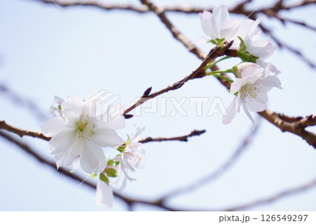 冬桜 早咲きの桜の花 冬桜 早咲きの桜の花 126549297
