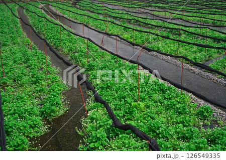 春の信州安曇野　大王わさび農場に咲くわさびの花 126549335