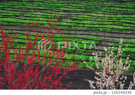 春の信州安曇野　大王わさび農場に咲くわさびの花と紅白の花桃 126549336