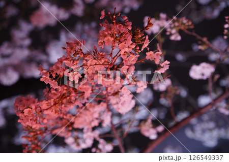 ライトアップされた真っ赤な桜 ライトアップされた真っ赤な桜 126549337