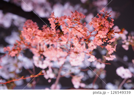 ライトアップされた真っ赤な桜 126549339