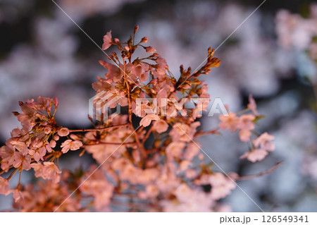 ライトアップされた真っ赤な桜 126549341