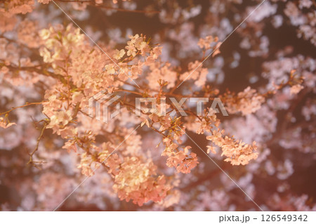 ライトアップされた真っ赤な桜 126549342