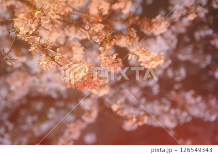 ライトアップされた真っ赤な桜 ライトアップされた真っ赤な桜 126549343