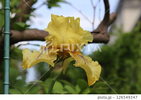 春の庭に咲く黄色いジャーマンアイリスの花 126549347