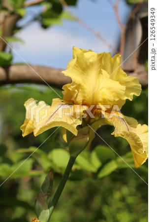春の庭に咲く黄色いジャーマンアイリスの花 126549349