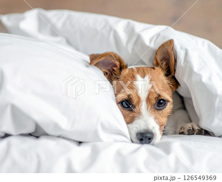 シーツにくるまるジャックラッセルテリア 126549369