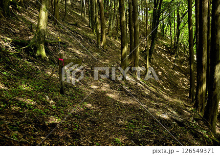 丹沢の火燃峰　巡視路の山道　浅瀬丹沢湖分岐 126549371