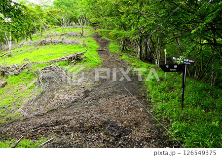丹沢山地の高指山 甲相国境尾根 東海自然歩道の尾根道 丹沢山地の高指山 甲相国境尾根 東海自然歩道の尾根道 126549375
