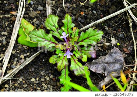 丹沢山地の高指山 タチキランソウ 丹沢山地の高指山 タチキランソウ 126549378