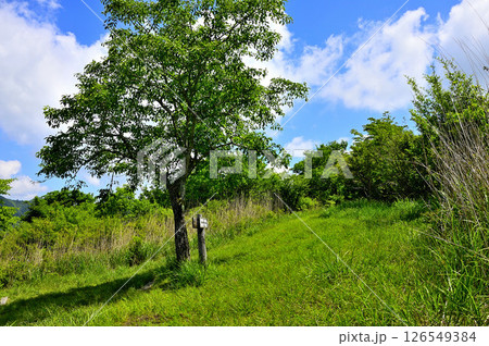 丹沢山地の甲相国境尾根 夏の高指山山頂 マユミ 丹沢山地の甲相国境尾根 夏の高指山山頂 マユミ 126549384