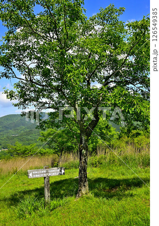 丹沢山地の甲相国境尾根　夏の高指山山頂　マユミ 126549385