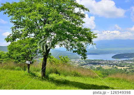 丹沢山地の甲相国境尾根　高指山山頂のマユミの木と富士山 126549398