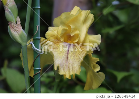 春の庭に咲く黄色いジャーマンアイリスの花 春の庭に咲く黄色いジャーマンアイリスの花 126549414