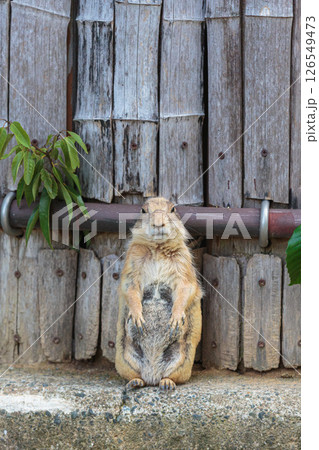 綺麗に写して 126549473