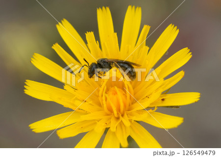 Closeup on a small furrow bee, Lasioglossum on a yellow Catsear flower 126549479
