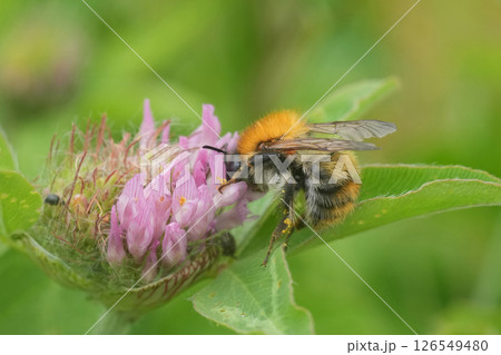 Bumblebee, Bombus pascuorum collects pollen from a vibrant pink clover blossom, highlighting the beauty of pollination. 126549480