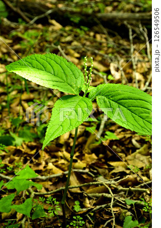 丹沢の鉄砲木ノ頭（明神山）　フタリシズカ 126549506