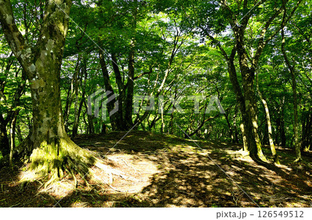 丹沢の火燃峰　森の頂 126549512