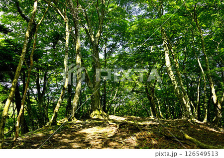 丹沢の火燃峰 森の頂 丹沢の火燃峰 森の頂 126549513