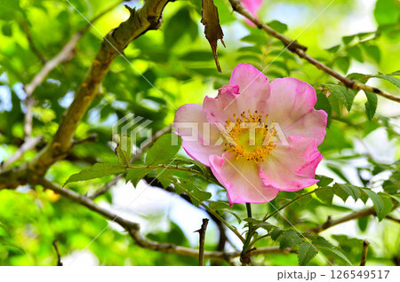 丹沢の火燃峰　サンショウバラの大輪の花 126549517