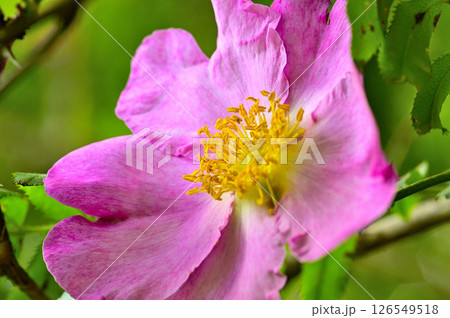 丹沢の火燃峰 サンショウバラの大輪の花 丹沢の火燃峰 サンショウバラの大輪の花 126549518