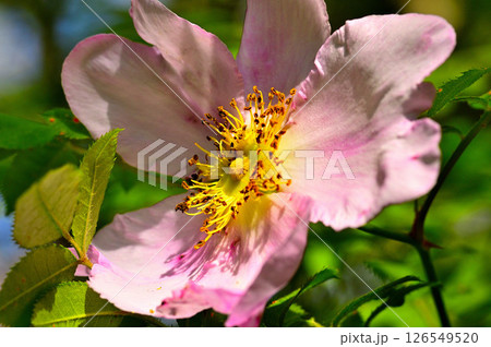 丹沢の火燃峰　サンショウバラの大輪の花 126549520