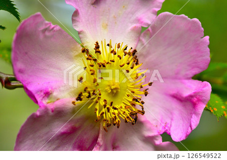 丹沢の火燃峰 サンショウバラの大輪の花 丹沢の火燃峰 サンショウバラの大輪の花 126549522