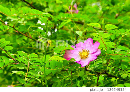 丹沢の火燃峰　サンショウバラの大輪の花 126549524