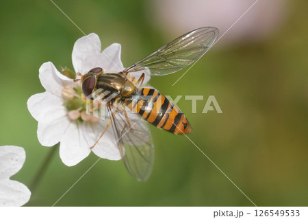 Closeup on a white marmalade hoverfly, Episyrphus balteatus on a white Geranium pyrenaicum Closeup on a white marmalade hoverfly, Episyrphus balteatus on a white Geranium pyrenaicum 126549533