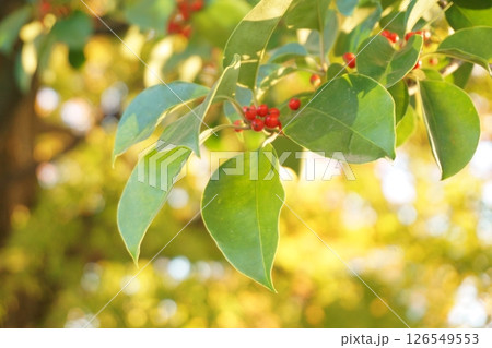 クロガネモチの赤い実 126549553