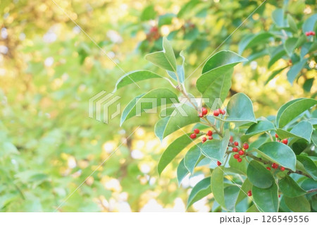 赤い実のなる木 126549556